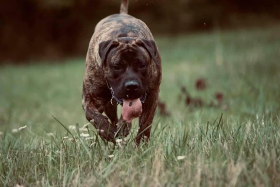 Boerboel im Feld