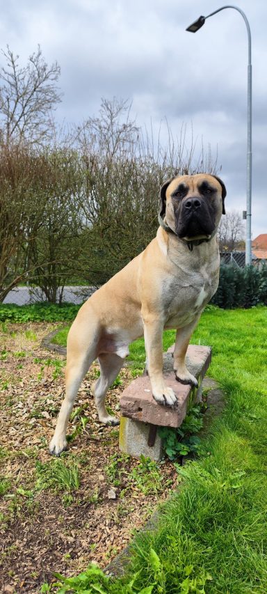 Boerboel steht mit Vorderläufen auf einem Stein