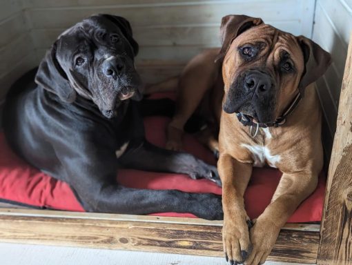 Boerboelrüde & Boerboelhündin