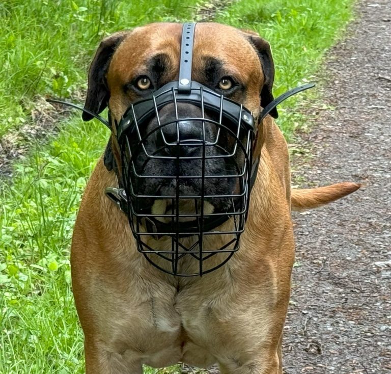 Maulkorbtraining mit Odin