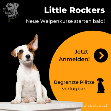 Start Welpenkurs Welpenkurs Hundeschule Butzbach