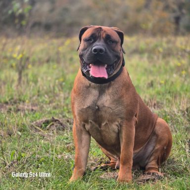 Boerboel sitz auf der Wiese